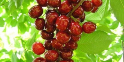 Pravilna sadnja i njega stubastih trešanja